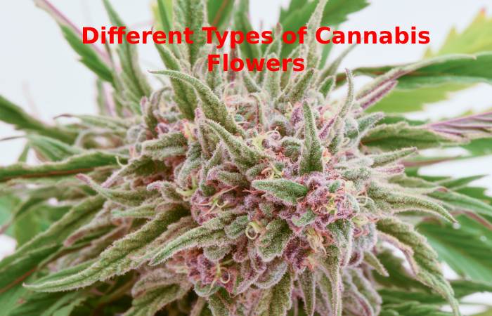 Cannabis Flowers