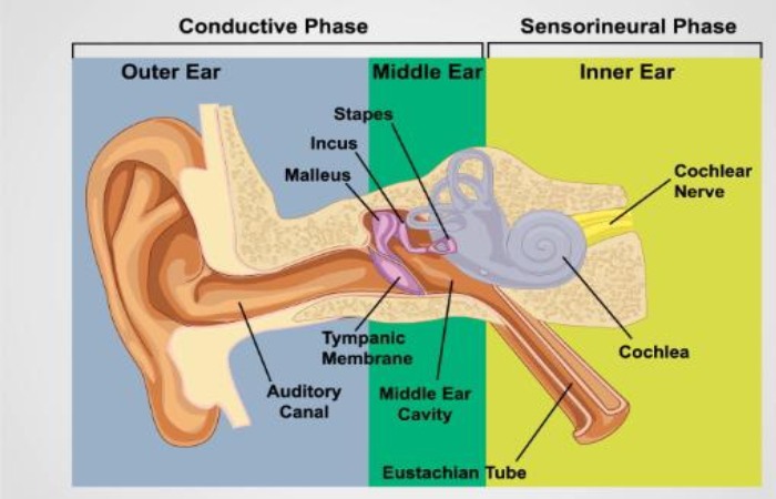 types of hearing loss sensorineural conductive diagram