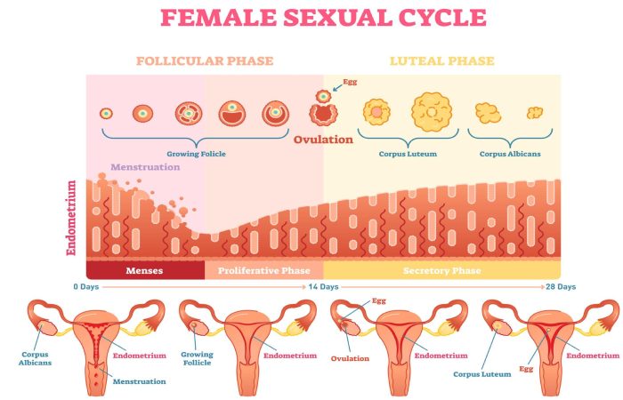 menstrual cycle four phases diagram